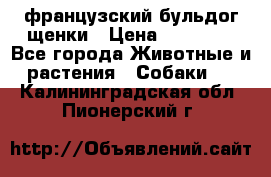 французский бульдог щенки › Цена ­ 50 000 - Все города Животные и растения » Собаки   . Калининградская обл.,Пионерский г.